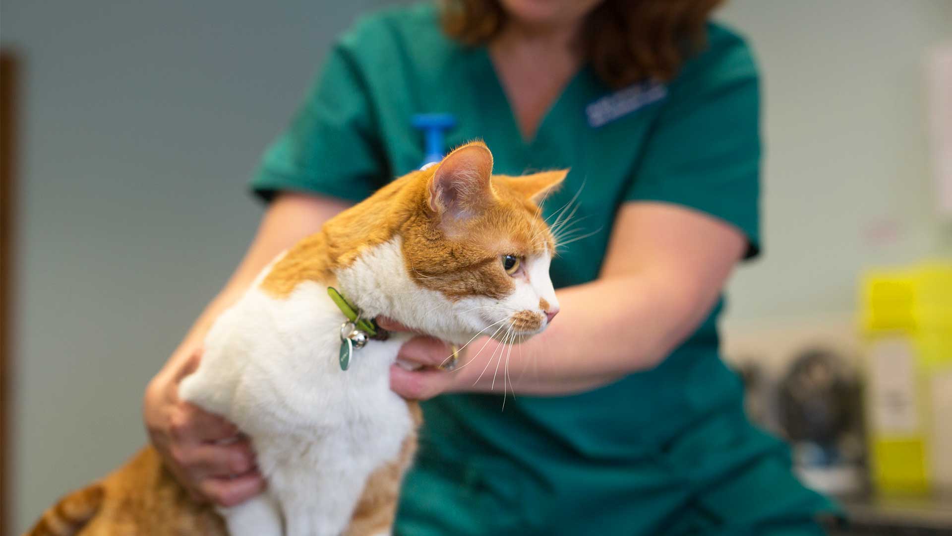 Kitten Services at Brownlow Vet Group Friendly Vets in Ellesmere