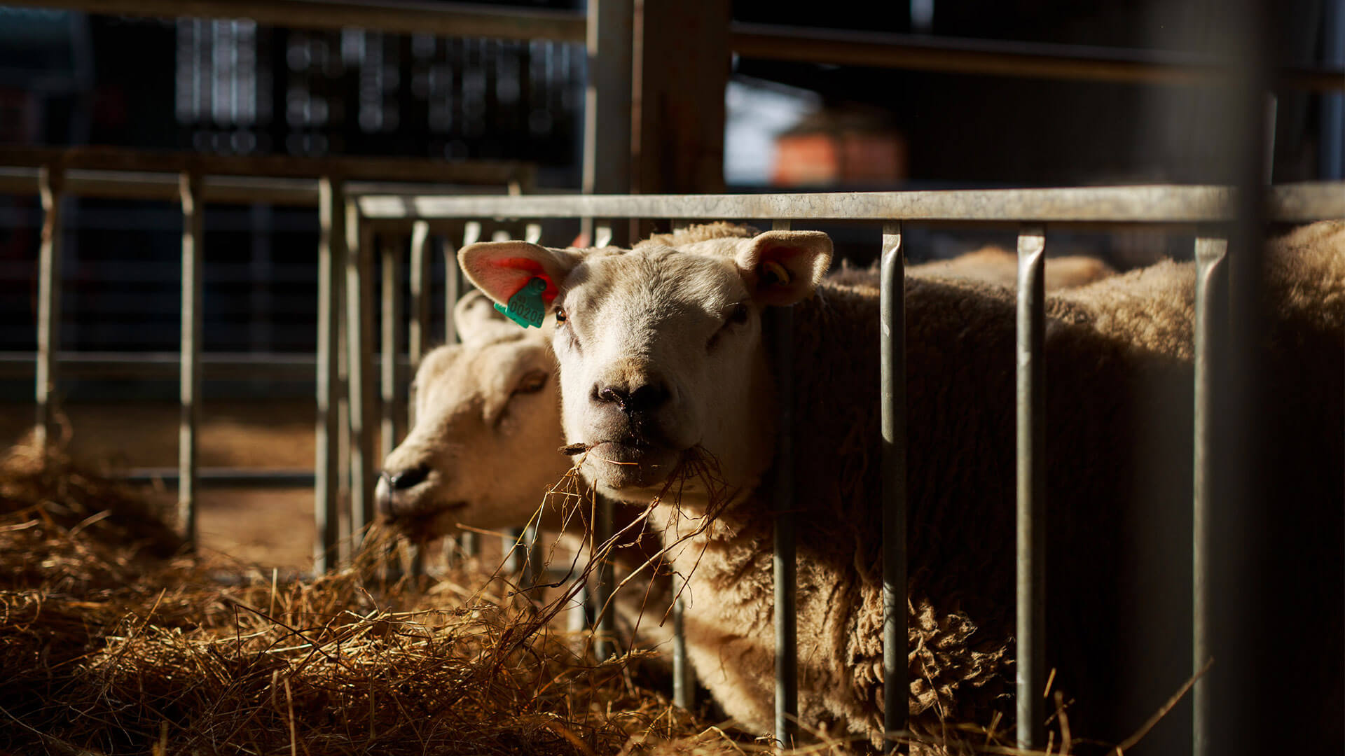 Farm News | Local Vets in West Wales - Pilgrims Vets