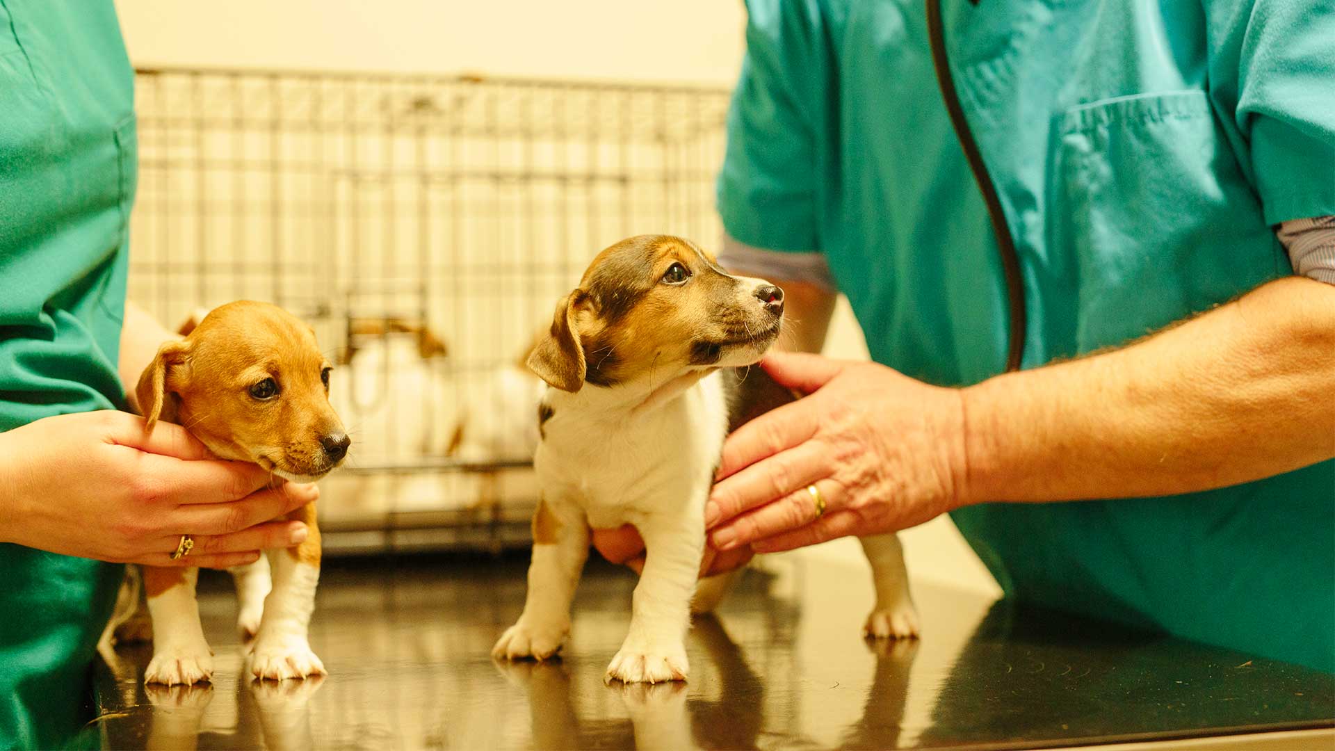 About Border Vets Friendly Vets in Ellesmere, Oswestry & Chirk