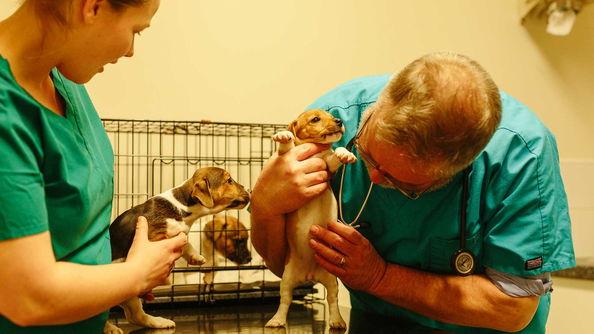 Puppy Services at Brownlow Vet Group Friendly Vets in Ellesmere