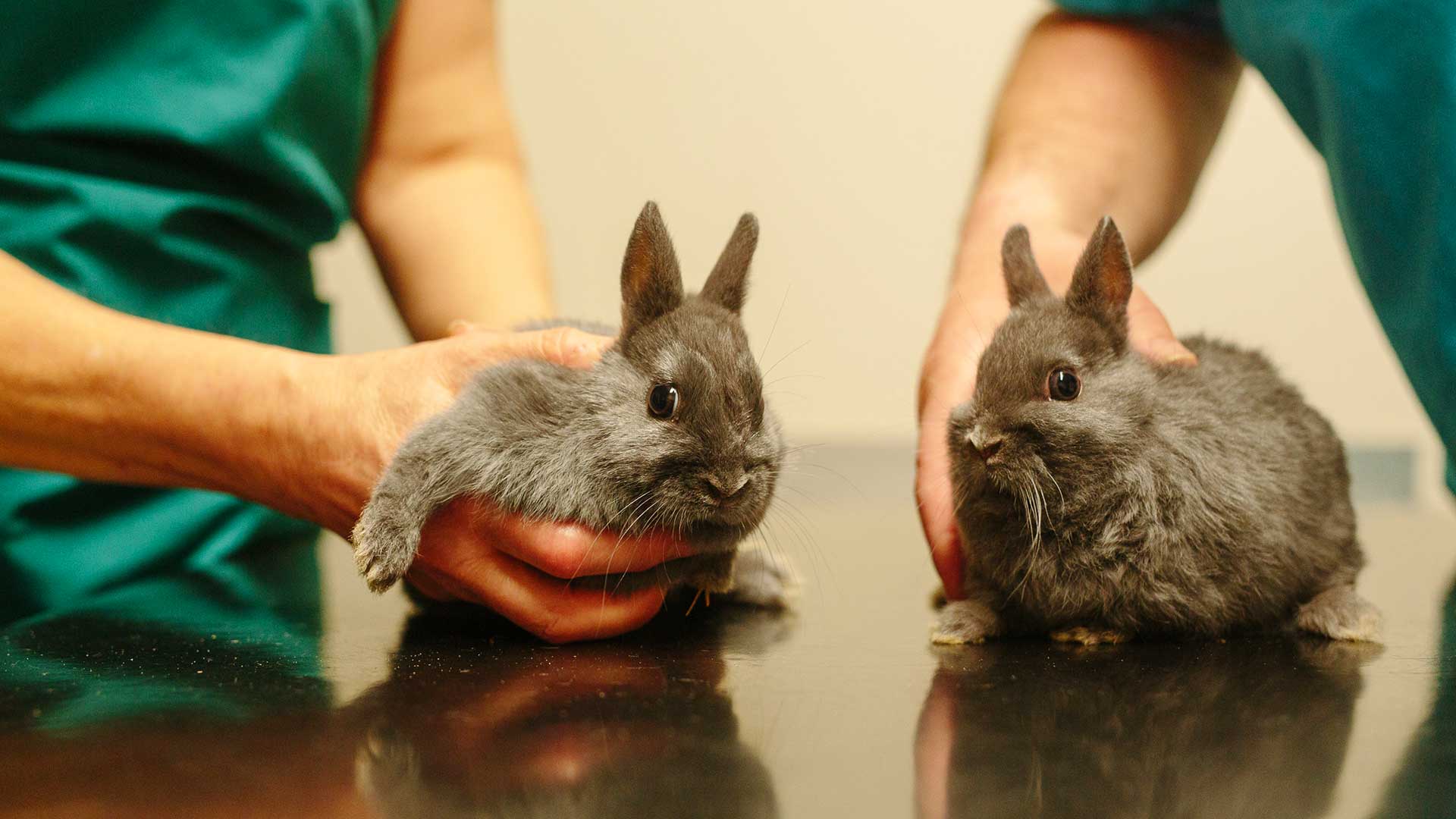 About Castle Vets Friendly Vets in Wrexham Brownlow Vet Group