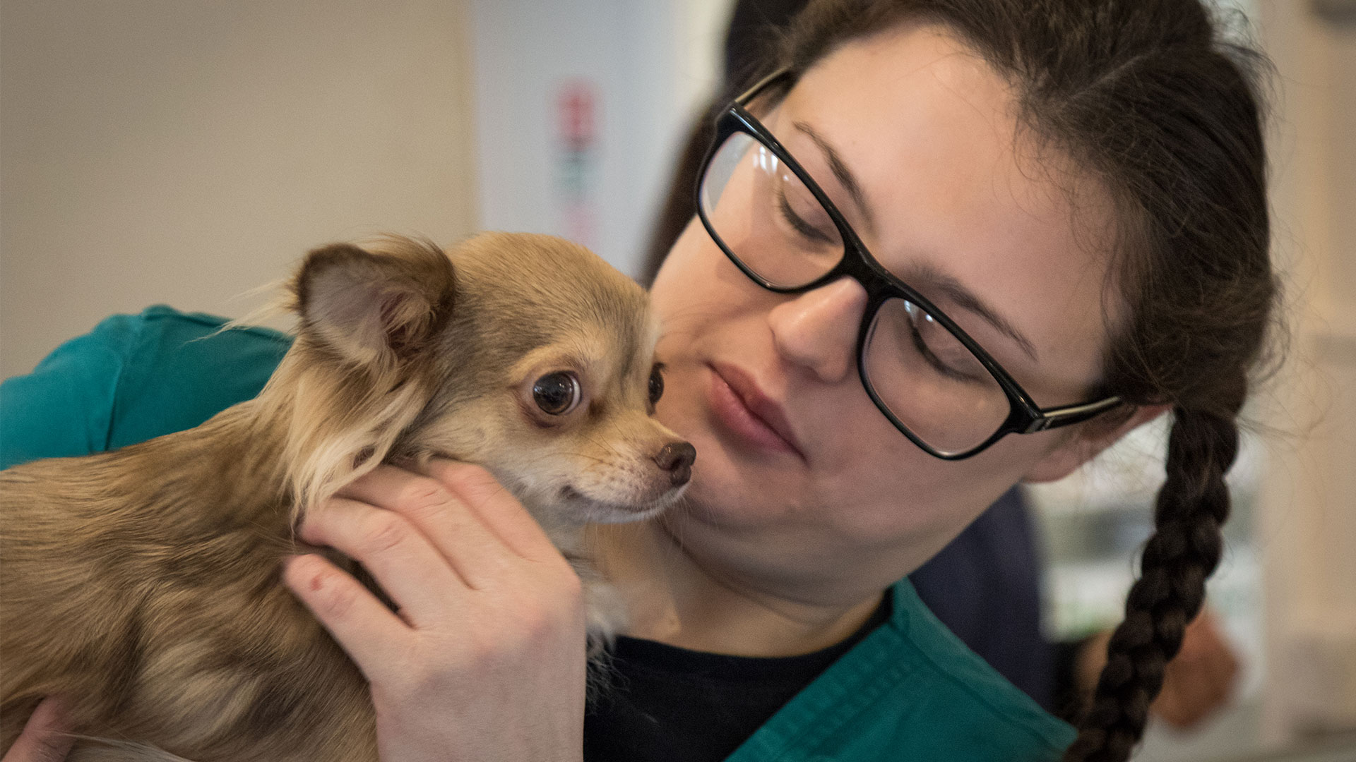 Book an Appointment Local Vets in Widnes Andale Vets