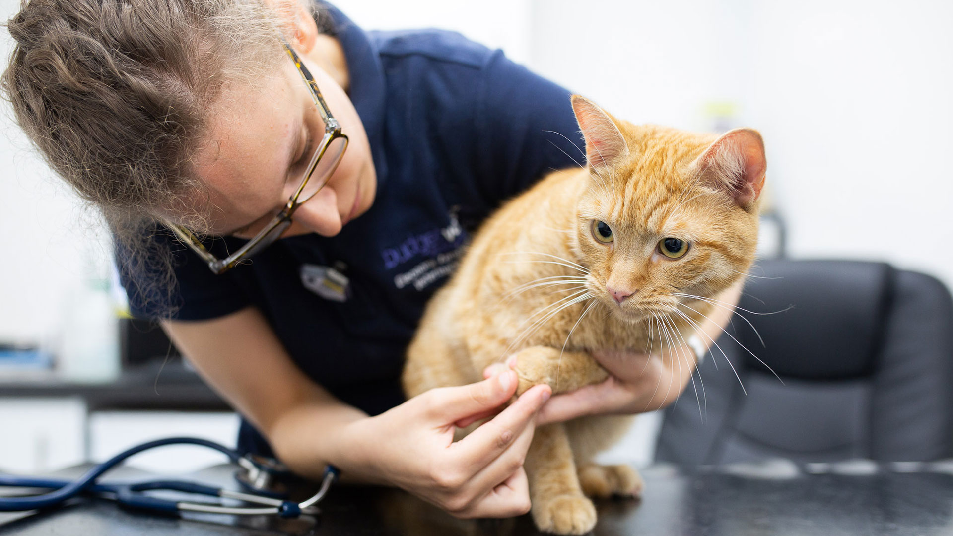 Vet and Nurse Vacancies in Wales Budget Vets Careers Budget Vets