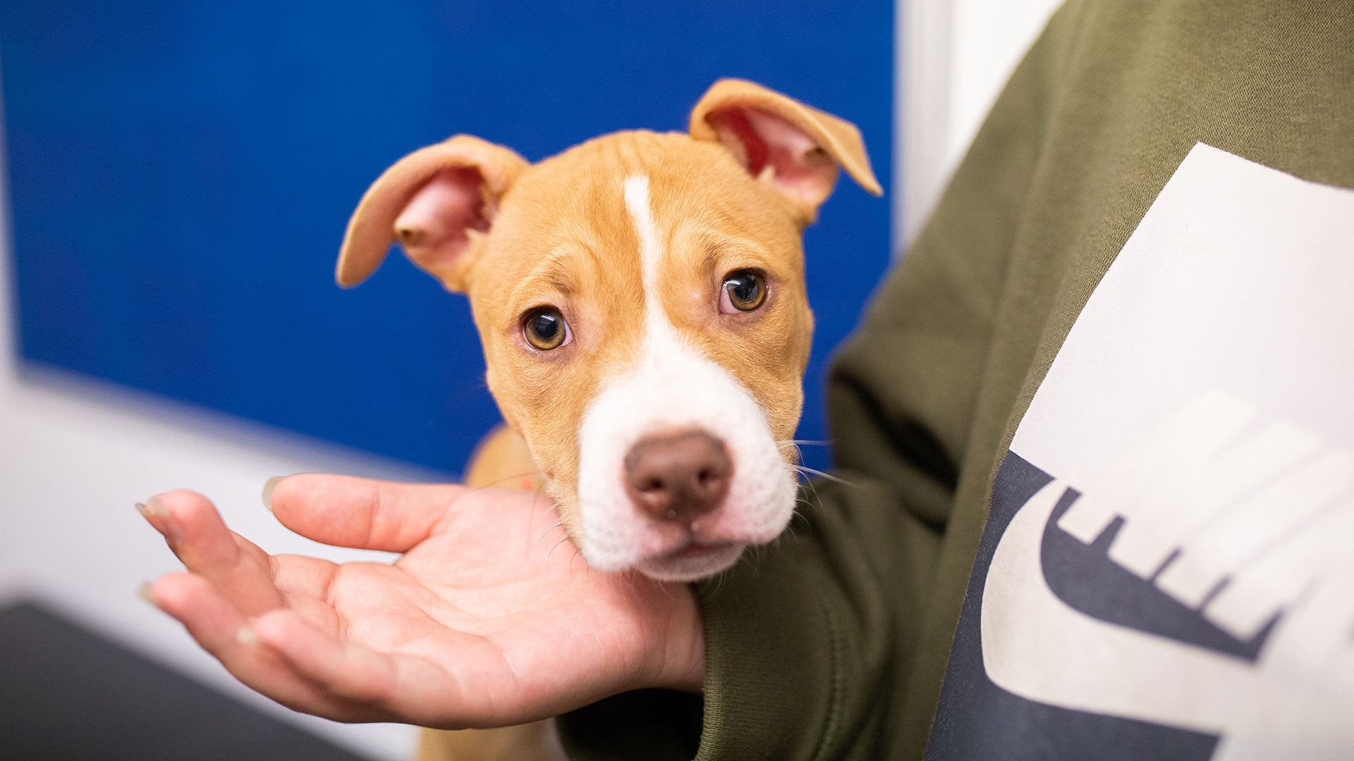 Pet Advice Local Vets in Newport, Risca, Abertillery and Blackwood South Wales Vets