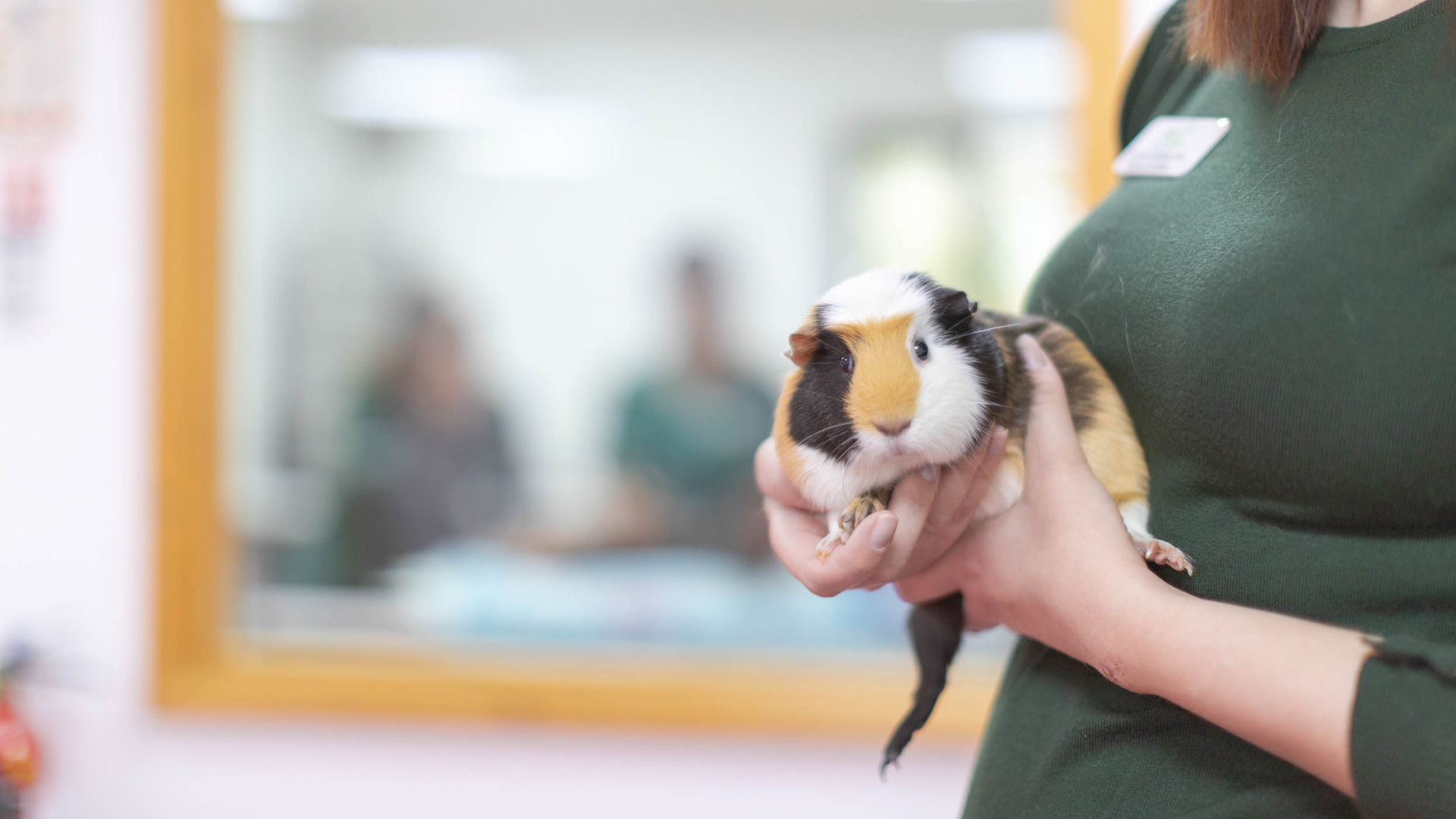 Offers Local Vets in Corby Corby Vets