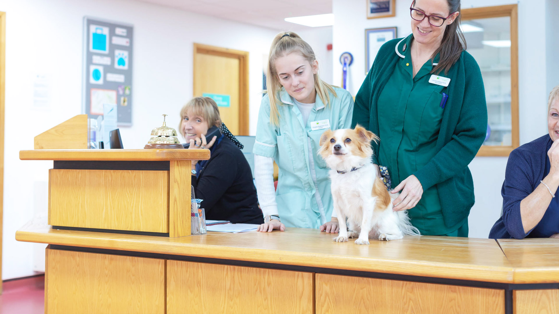 Pet Nutrition Local Vets in Peterborough Byre Vets