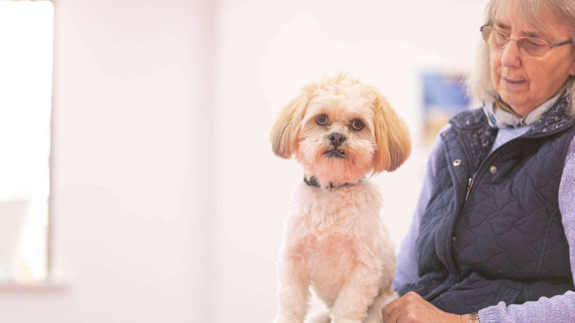 Vet Special Offers Local Vets in Werrington, Peterborough Byre Vets