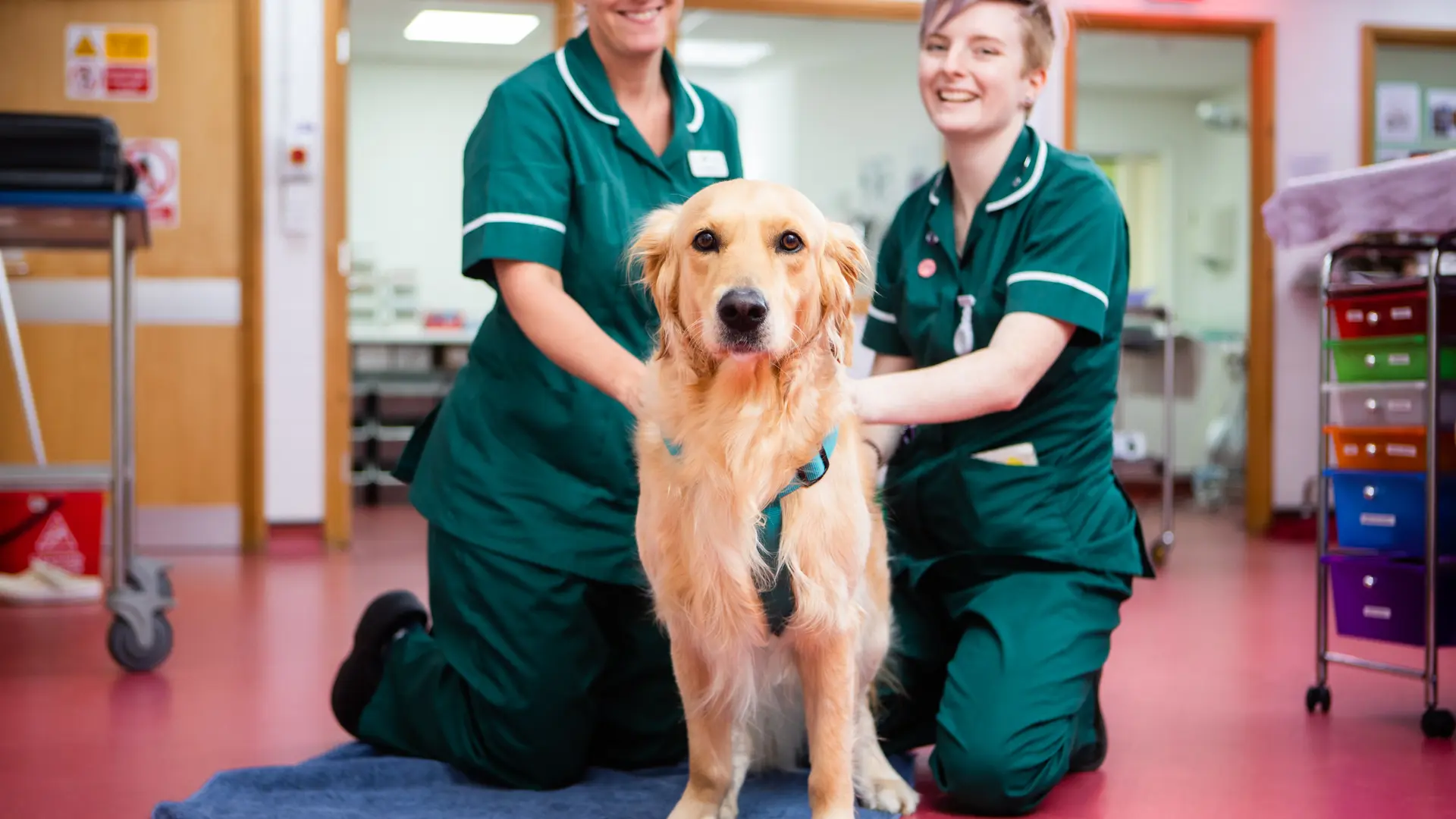 Pet Information | Local Vets in Peterborough - Byre Vets
