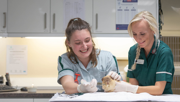 Guinea Pig Nurse Clinic