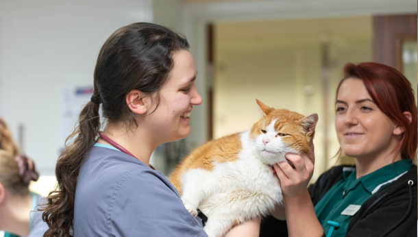 Staff with cat