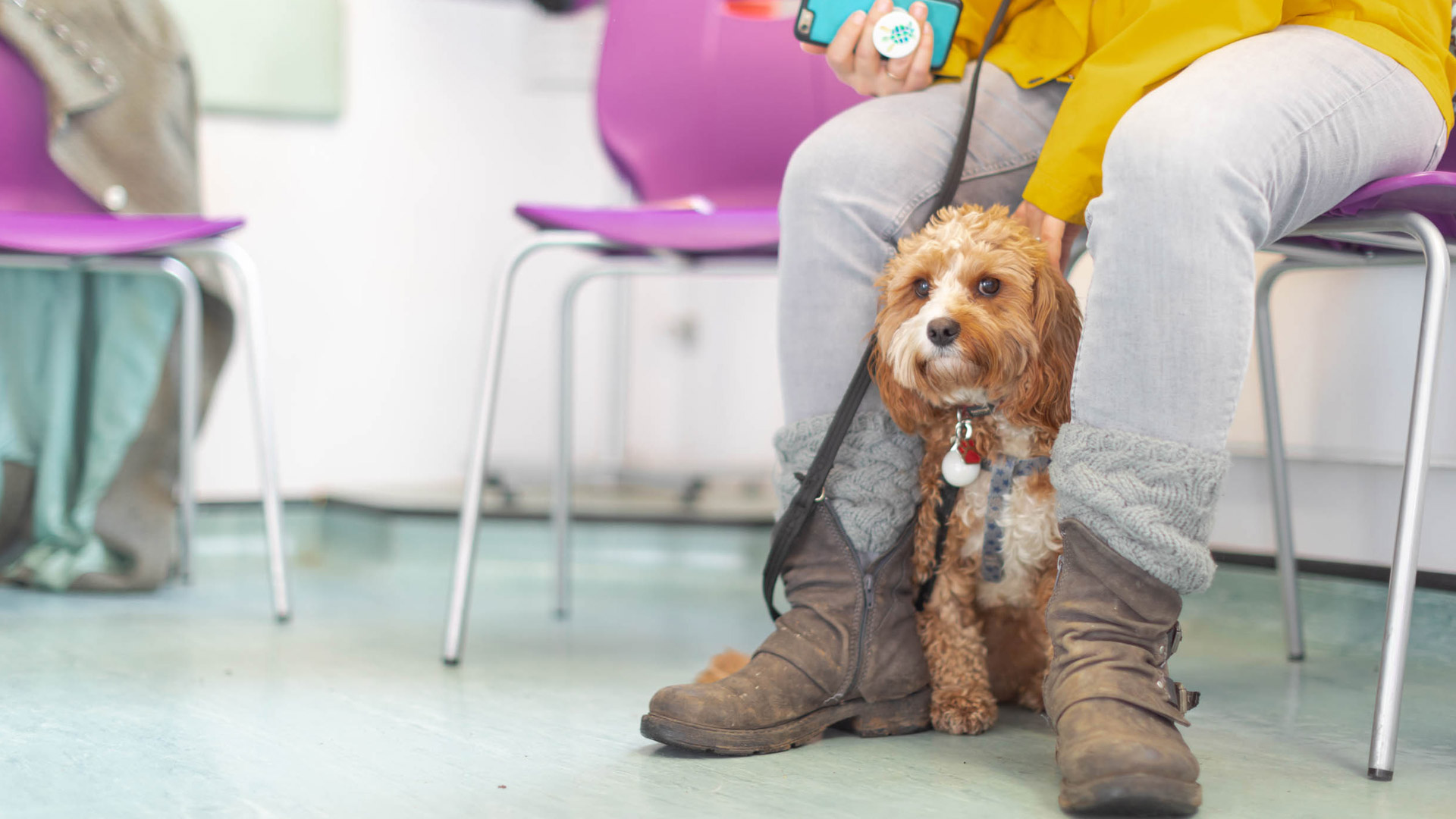 About us Local Vets in Cambridge Cambridge Vet Group