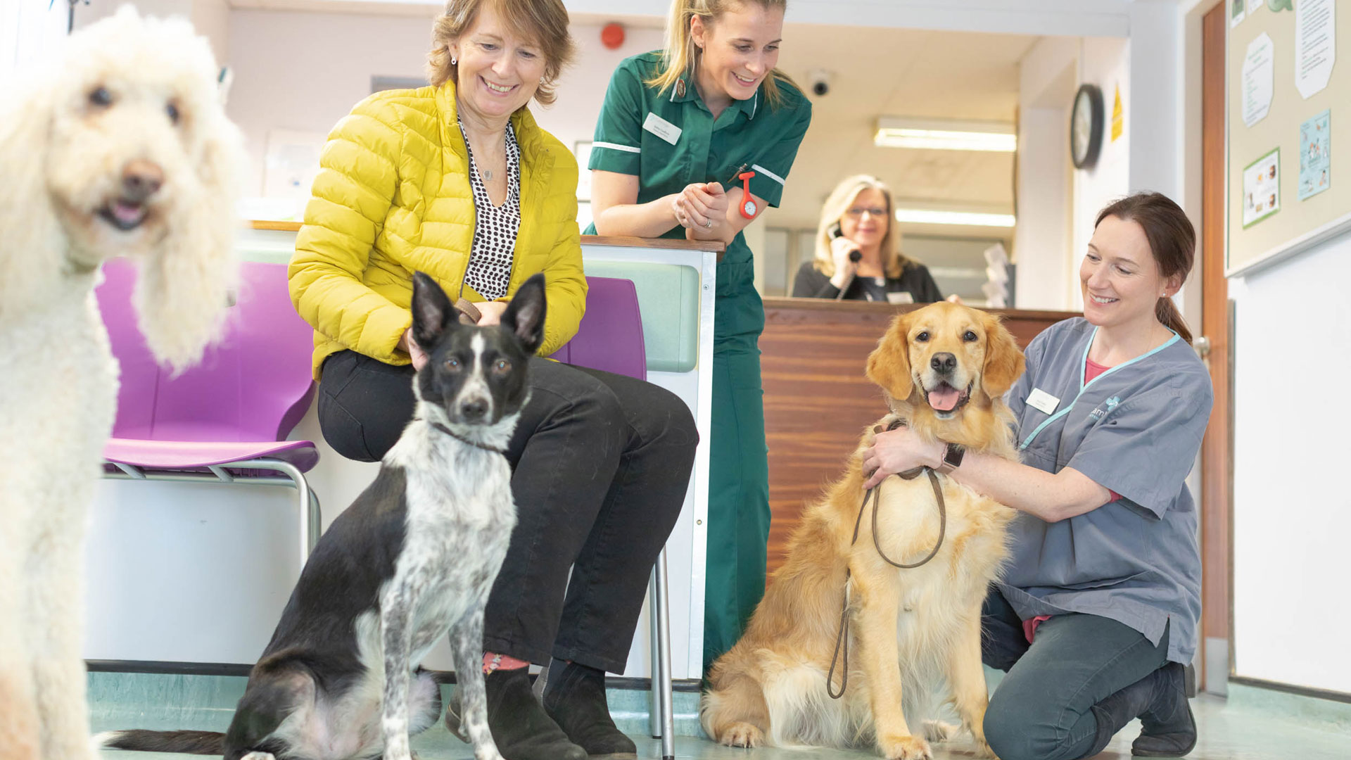 Contact us Local Vets in Cambridge Cambridge Vet Group