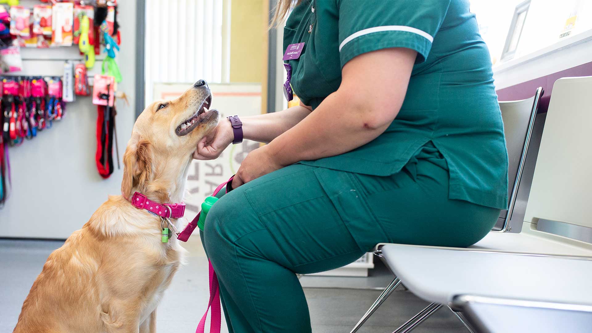 Pet Advice at Carmel Vets Vets in Wolverhampton Carmel Vets