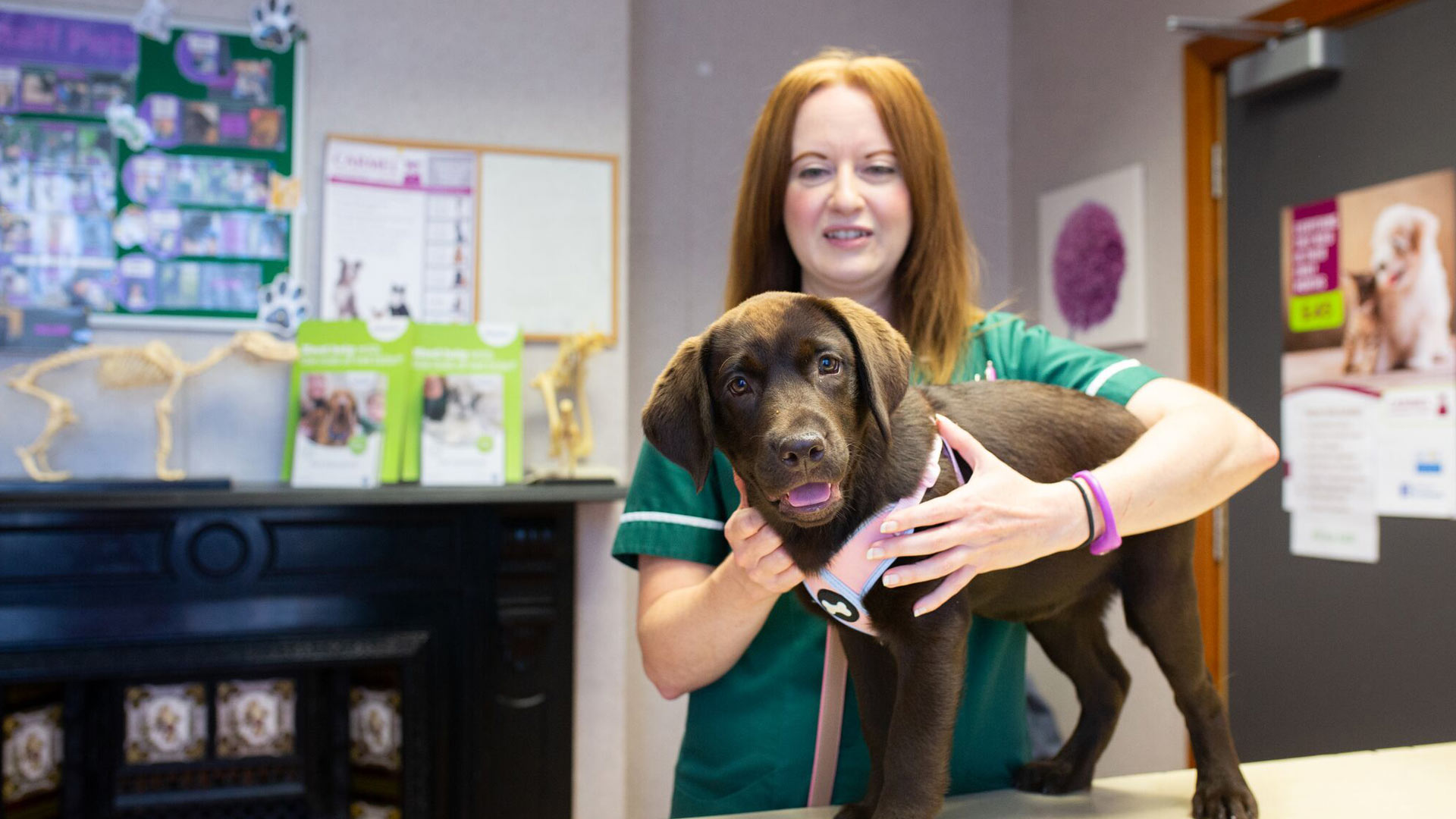 Meet The Team Local Vets In Wolverhampton Carmel Vets meet-the-team-local-vets-in-wolverhampton-carmel-vets