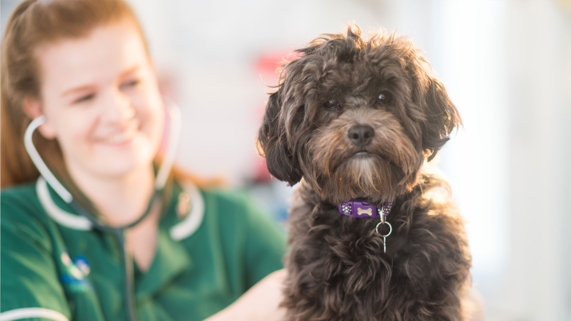 About Castle Vets in Castlewellan & Downpatrick Your Local Vet