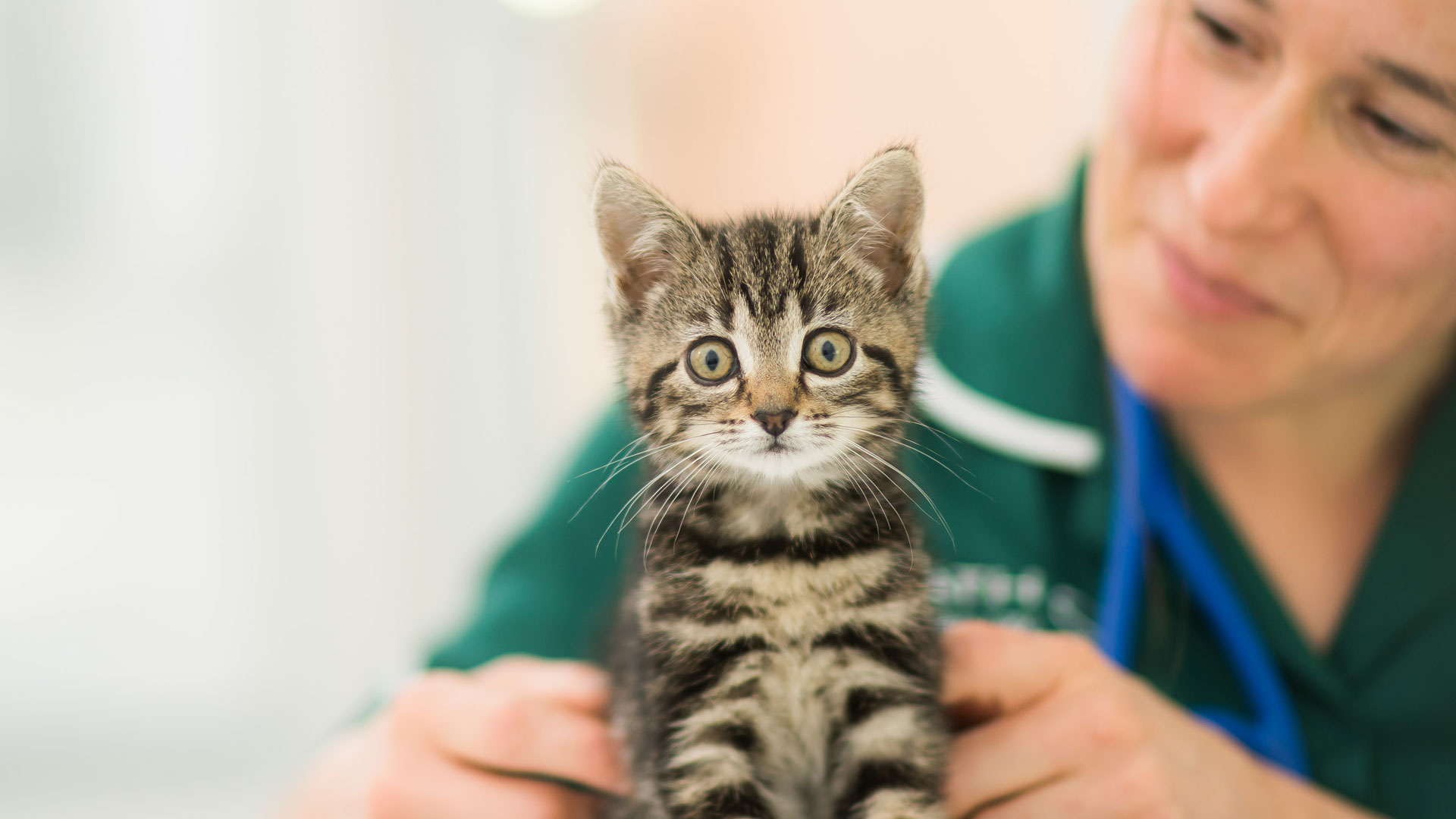 Pet Advice | Local Vets in Castlewellan and Downpatrick, Northern ...