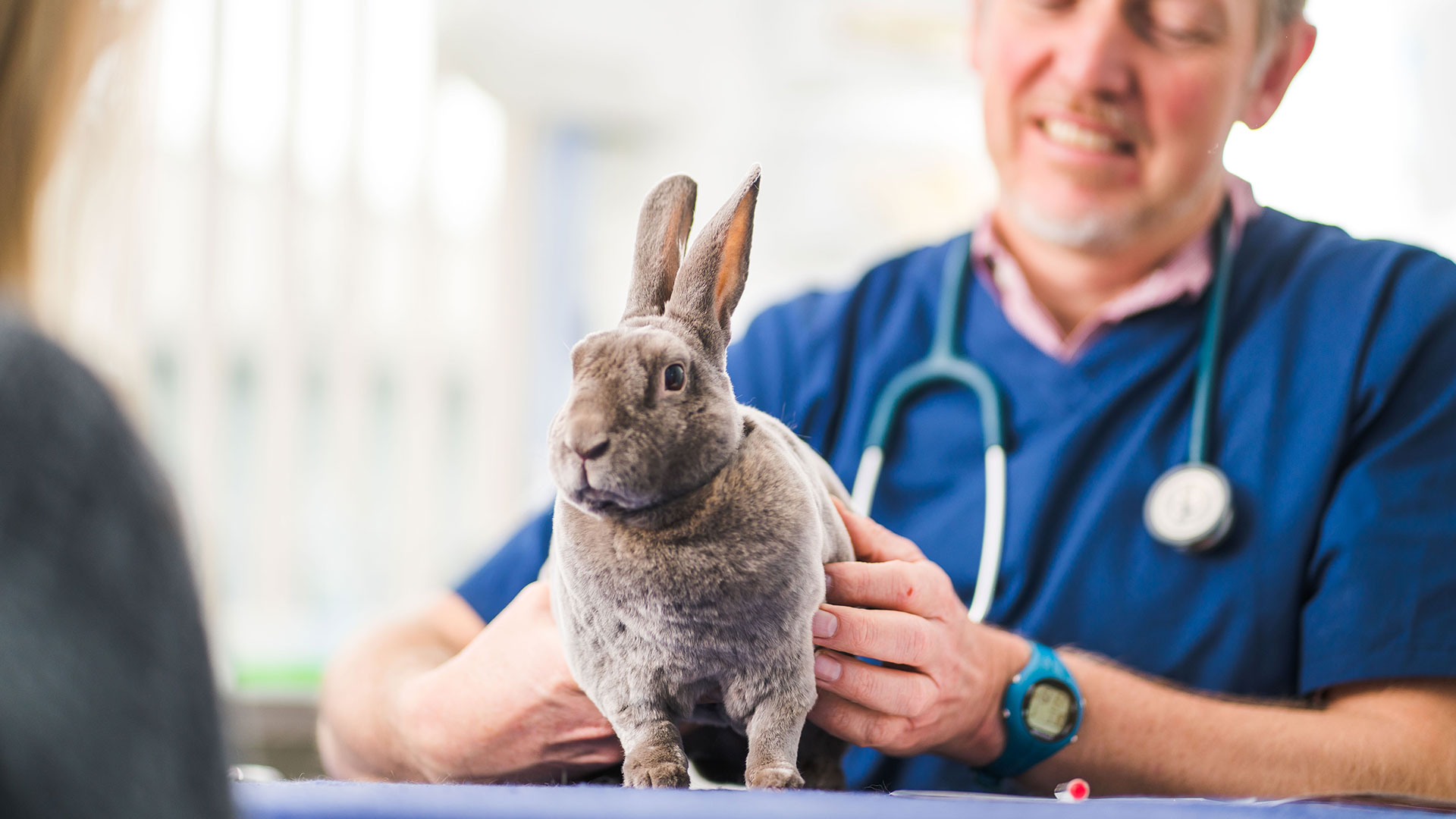 About Castle Veterinary Practice Your Local Vet Castle Vet Practice