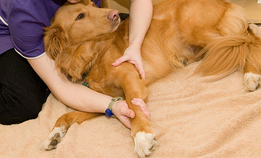 Animal Physiotherapy | Local Vets in Reading - Castle Vets