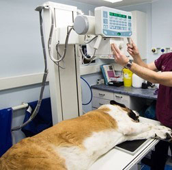 can a dog have an x ray without anaesthetic