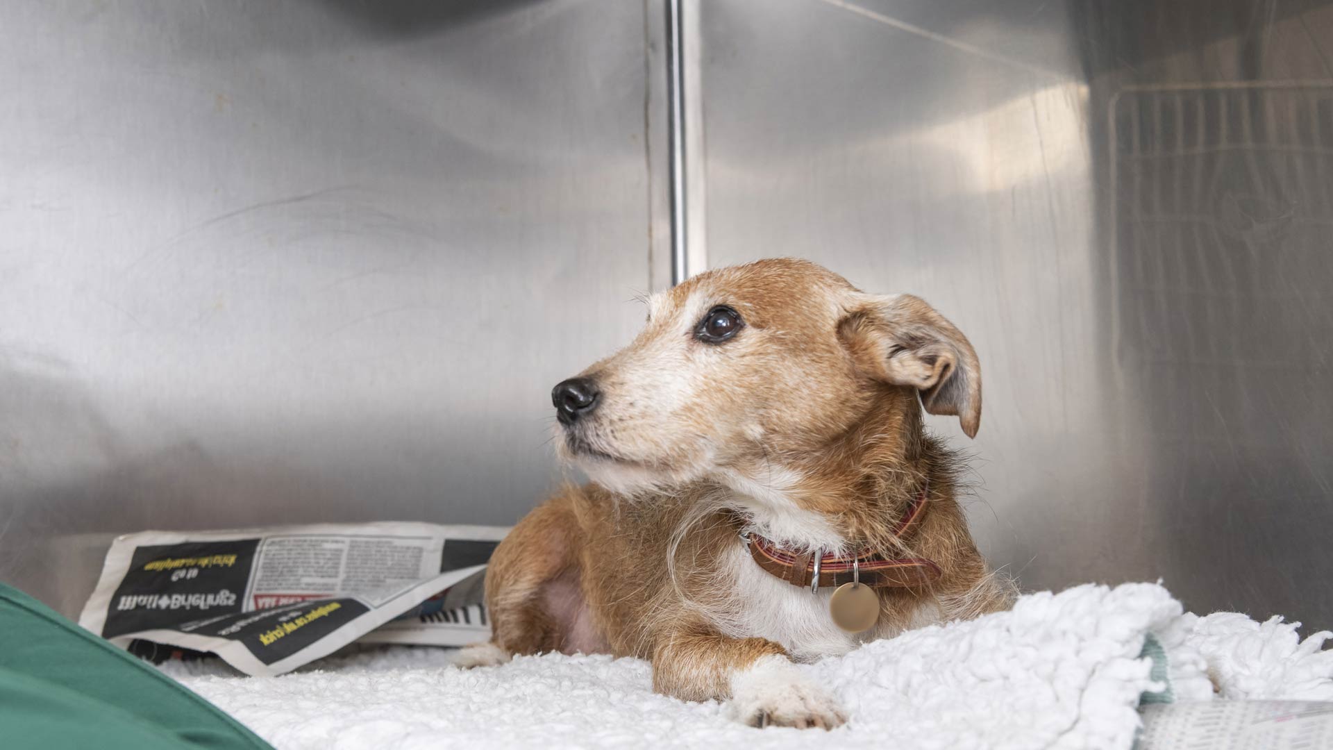 Hospitalisation & Overnight Care Local Vets in Reading Castle Vets