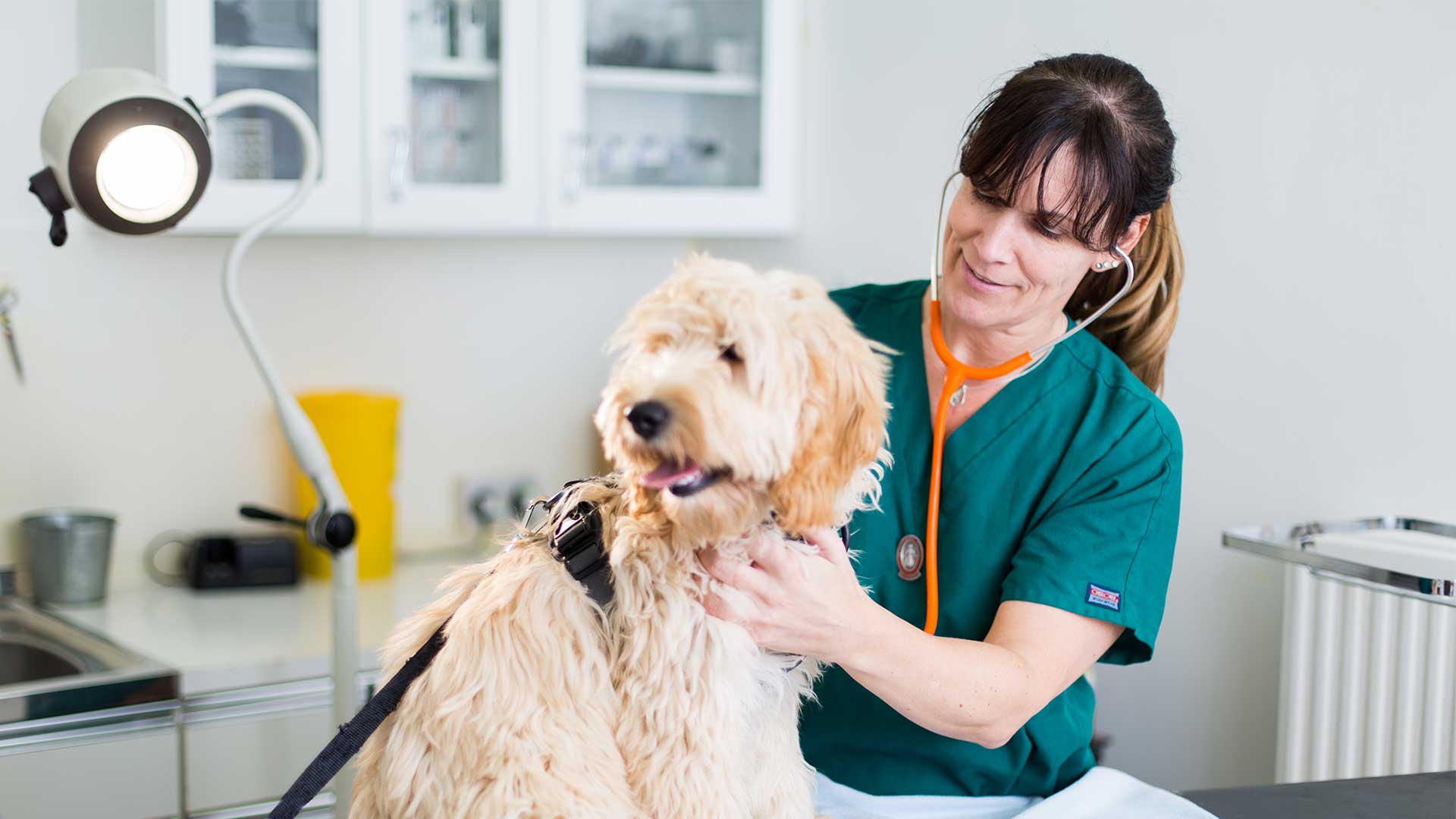 Veterinary Services | Local Vets in Llandudno - Cater Vets