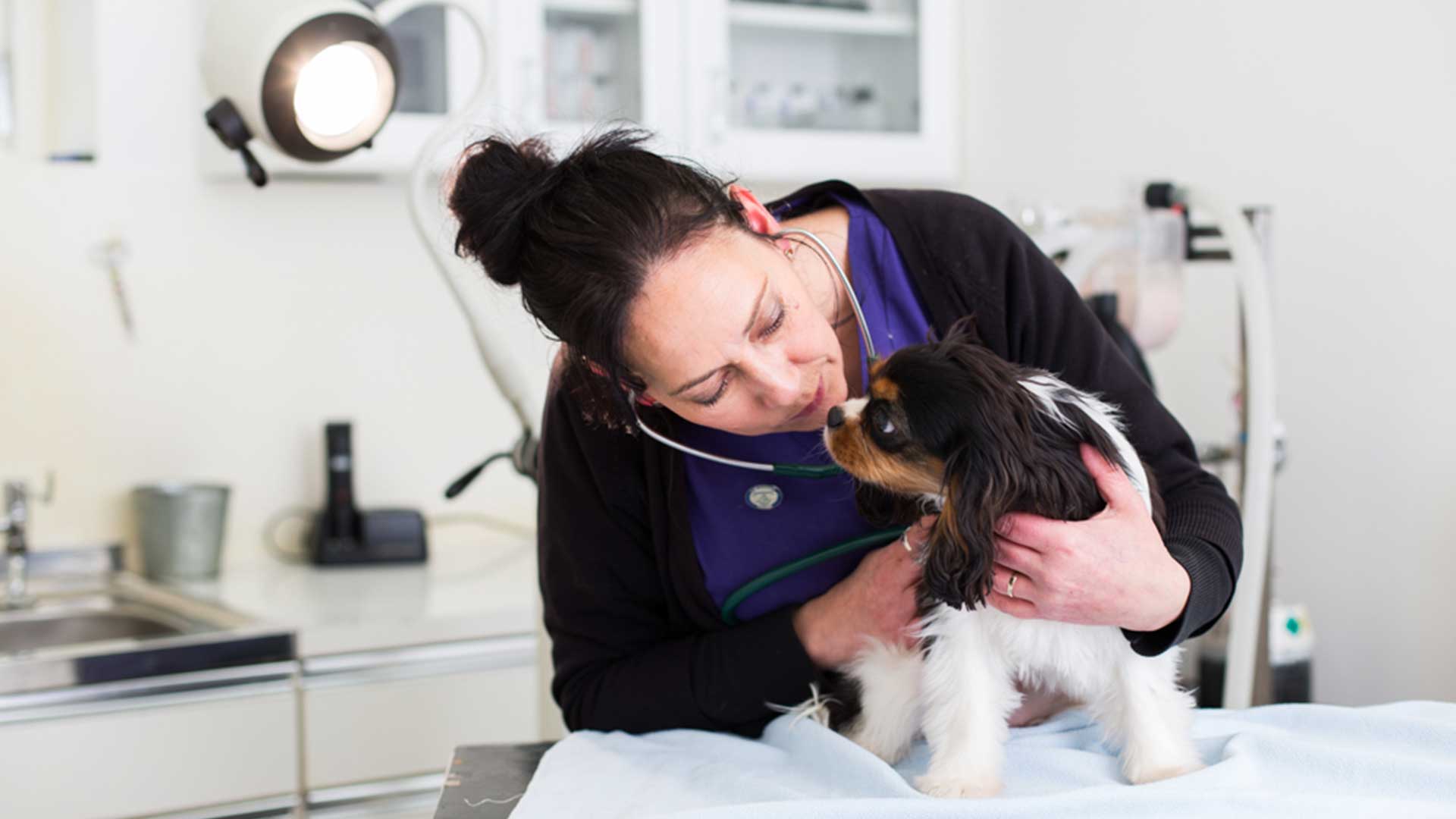 Pet Advice | Local Vets in Llandudno - Cater Vets