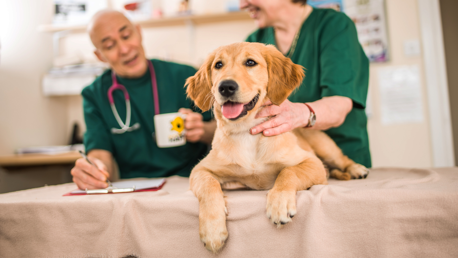 Small Animal Local Vets in Halstead Catley Cross Vets