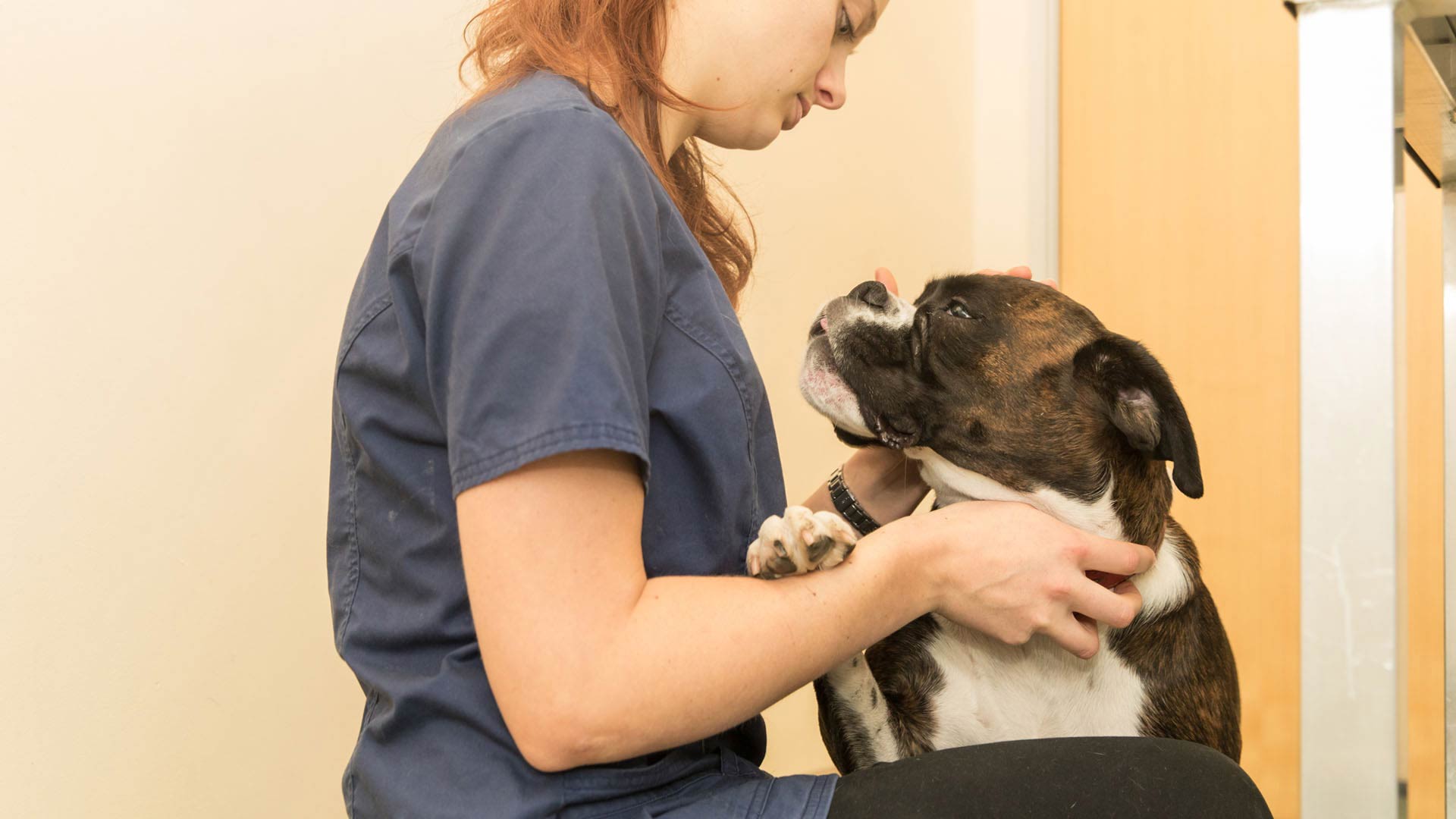 Veterinary Referrals Services Local Vets in Belfast Cedar Grove Vets