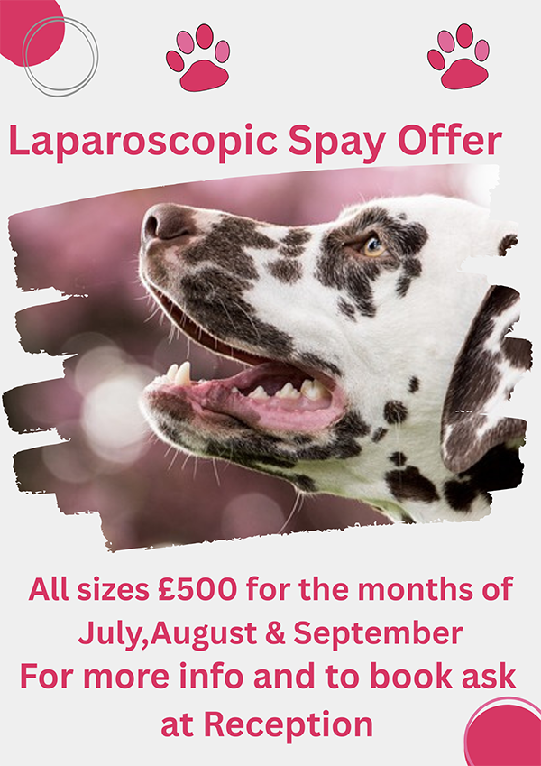Laparoscopic Spay Offer poster