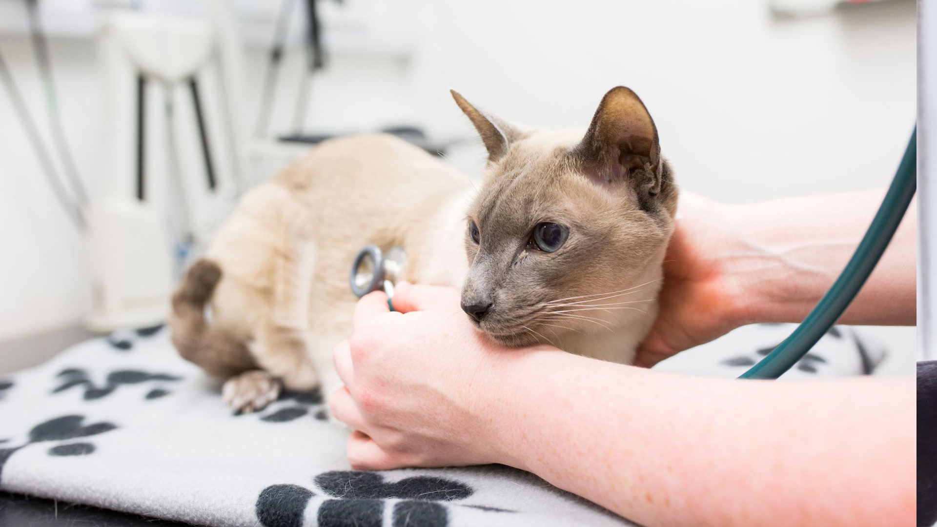 Pet Health Clinics | Local Vets in Bangor - Cedarmount Vets