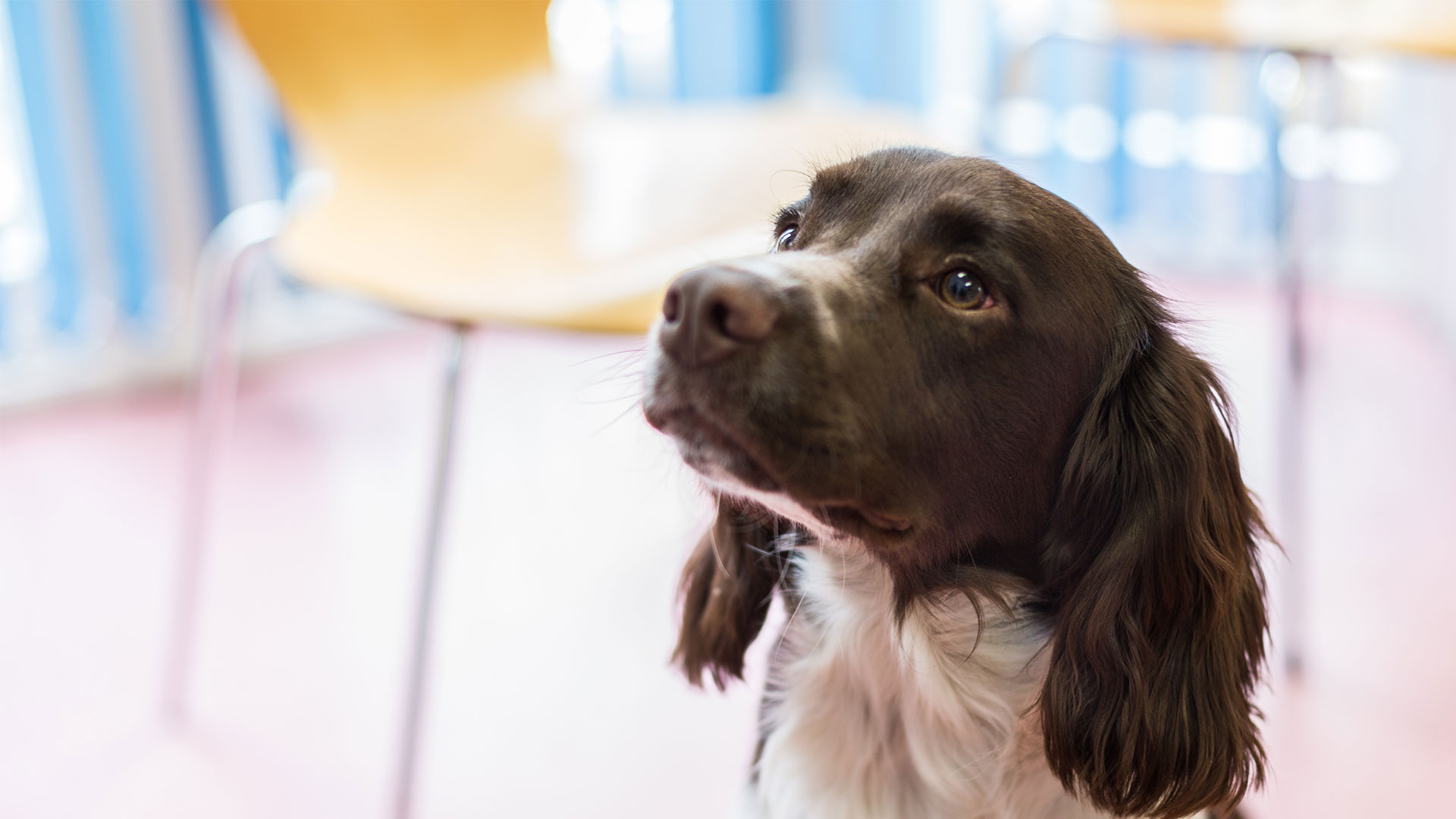 Arthritis Local Vets in Bangor Cedarmount Vets