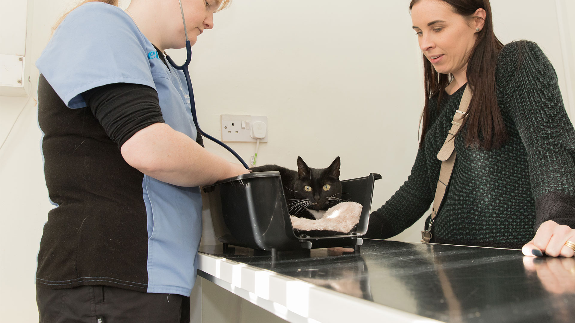 Book an Appointment | Local Vets in Holywell and Prestatyn, North Wales - Celyn Vet Group