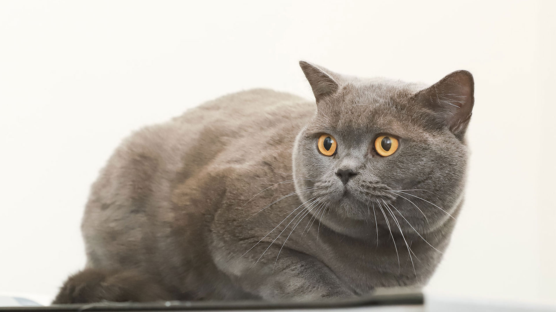 Cat Advice Your Local North Wales Vets Celyn Vet Group