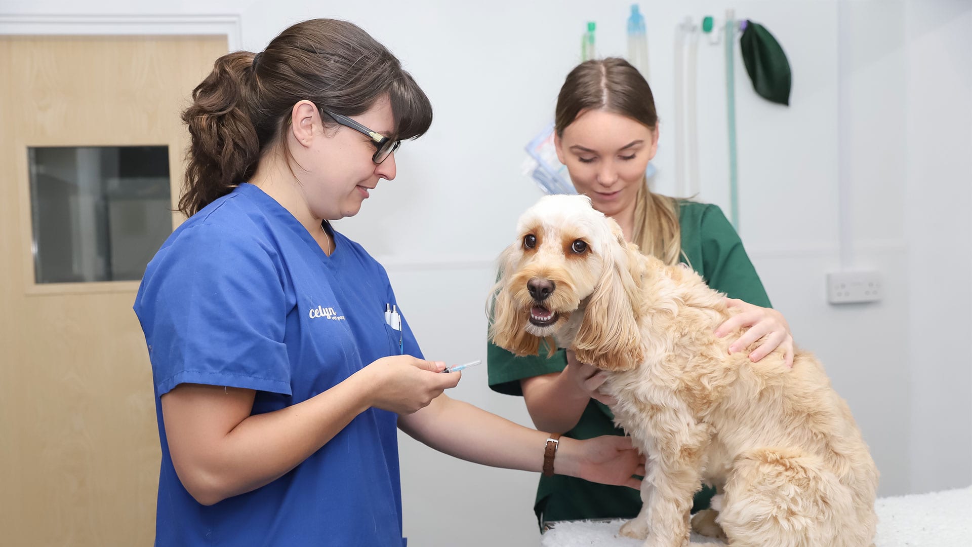 Pet Advice Your Local North Wales Vets Celyn Vet Group