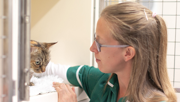 Blog | Local Vets in Ballyclare, Whiteabbey, Carrickfergus and Cavehill
