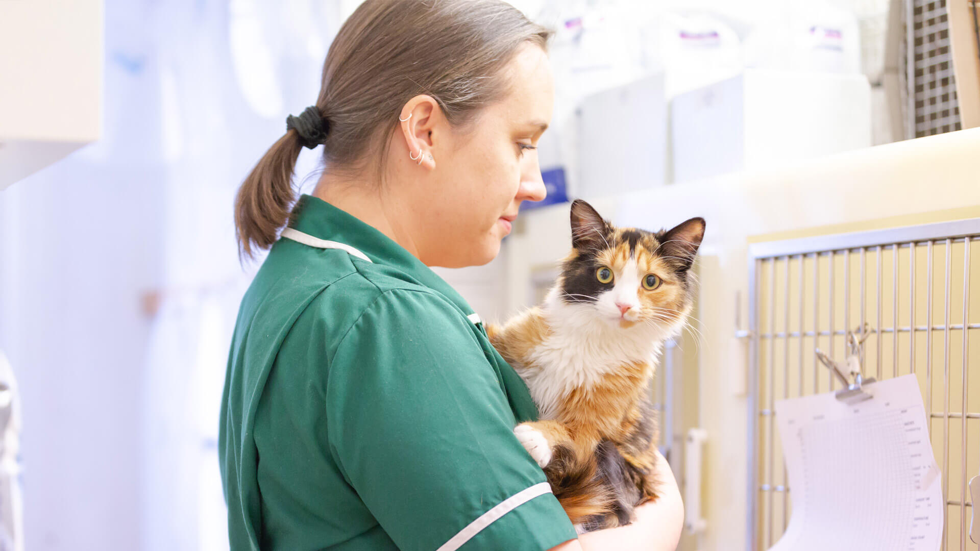 About us Local Vets in Laurieston, Bo'ness and Kilsyth Ashbank Vet