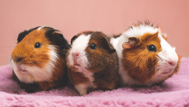 Blog | Veterinary News from Dunfermline - Inglis Vets