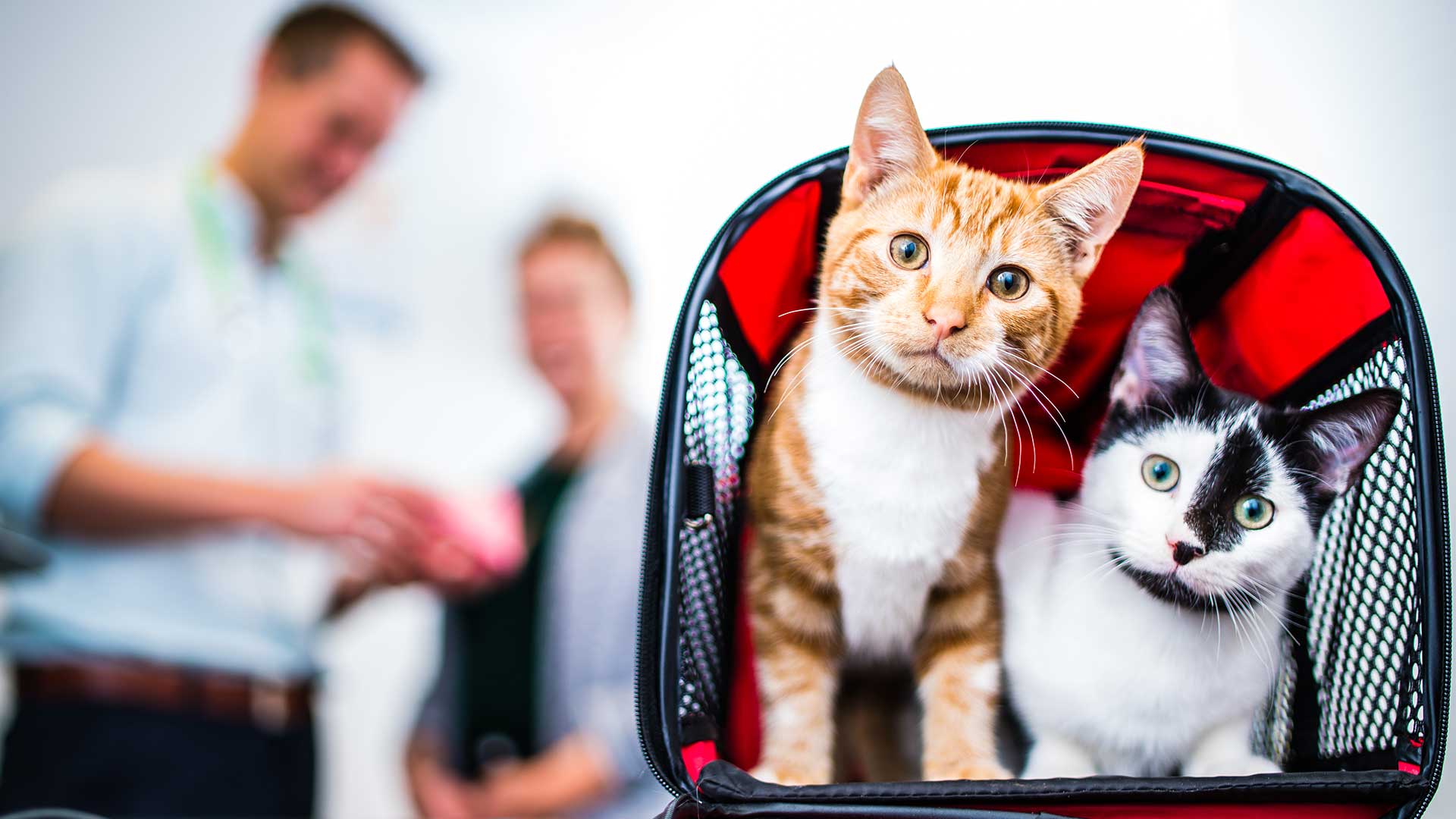 Cat Boarding Services Local Vets in Douglas, Cork Animal Care Hospital