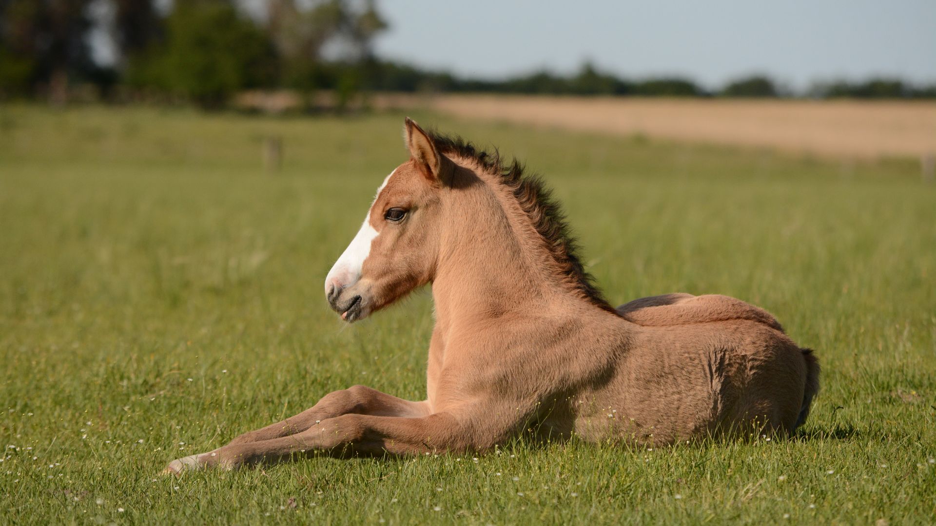 Equine Health Plan Local Vets in Barnsley, Skelmanthorpe