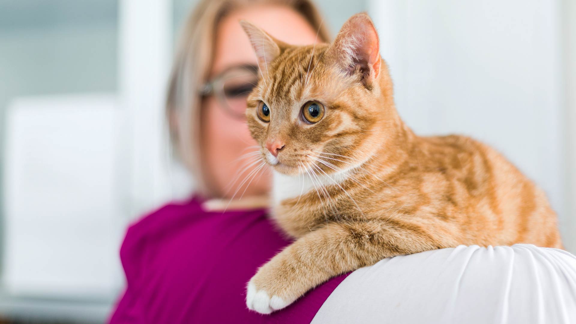 Veterinary Grooming Services Local Vets in Douglas, Cork Animal