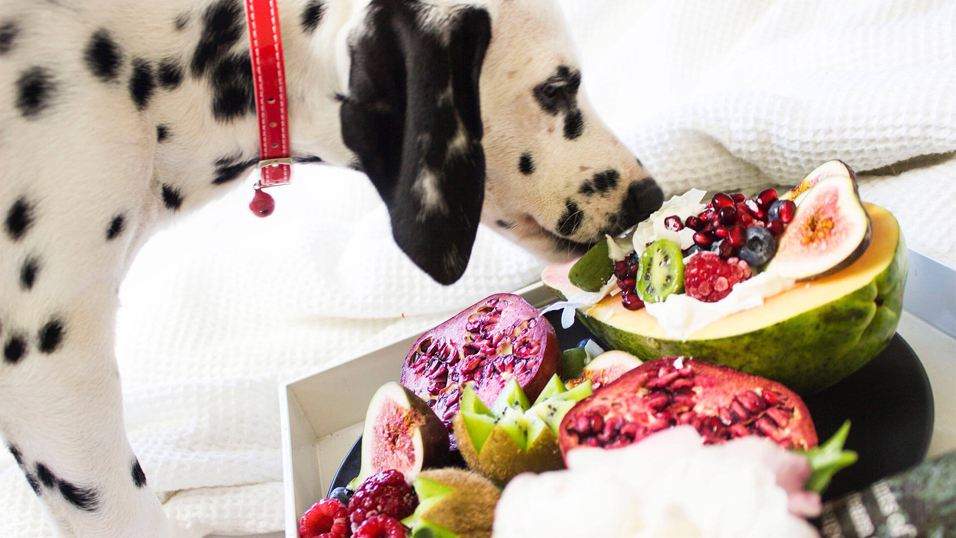 Small Animal Factsheets Local Vets in Oakham Oakham Veterinary Hospital