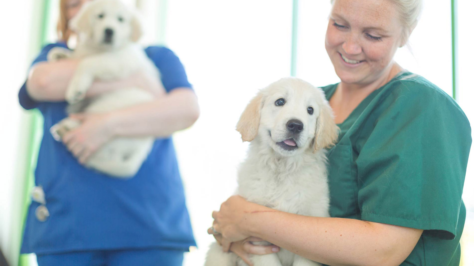 Small Animal Referrals Local Vets in Oakham Oakham Veterinary Hospital