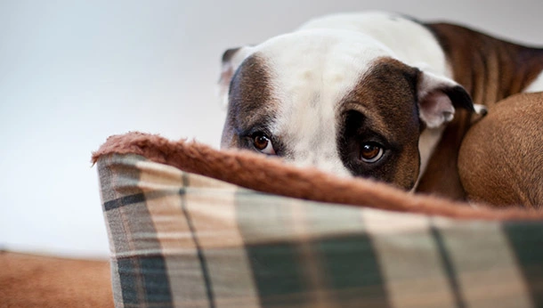 Puppy lying in dog bed