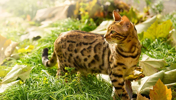 Cat standing in grass