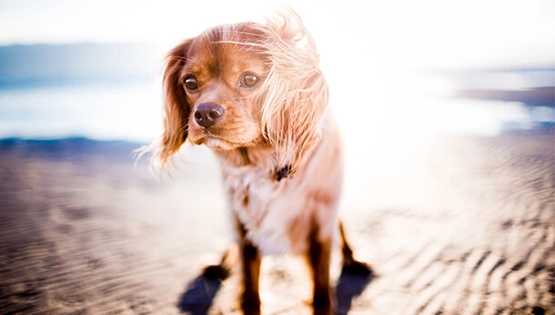 Cocker spaniel puppy in the sun