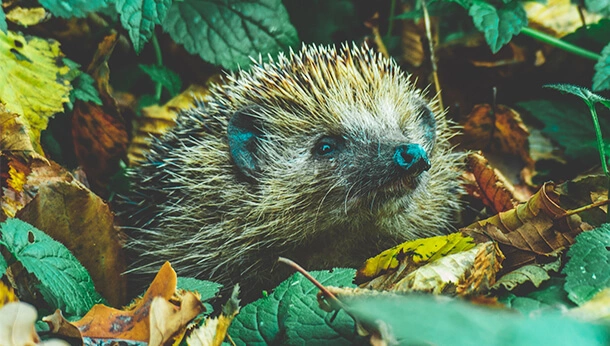 Hedgehog among leaves