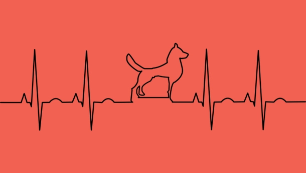 Dog silhouette in ECG drawing