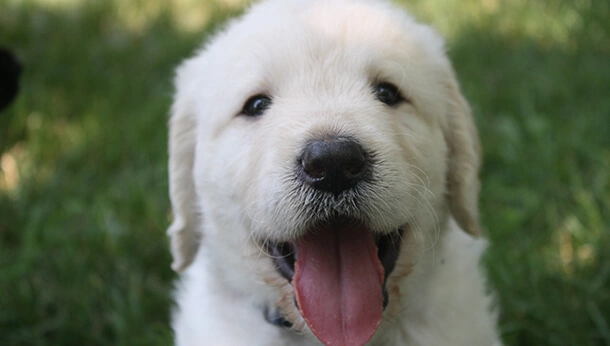 Golden labrador puppy