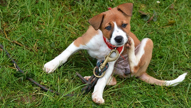 Boxer puppy sitting on grass scratching