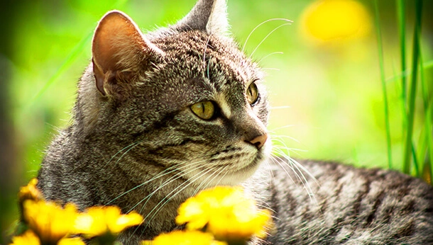 Cat among spring plants